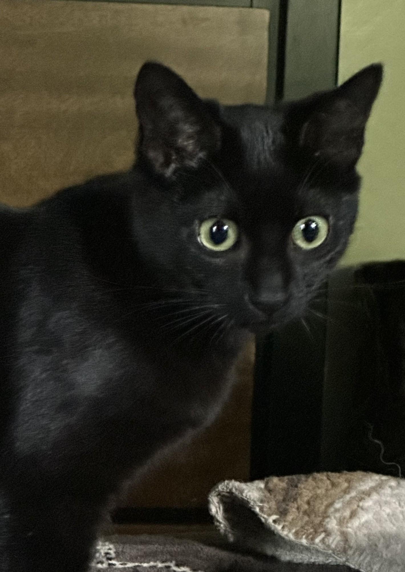 Enlarge Boyd (with Cupcake), an adopted Domestic Short Hair in Silverton, OR image 5/5