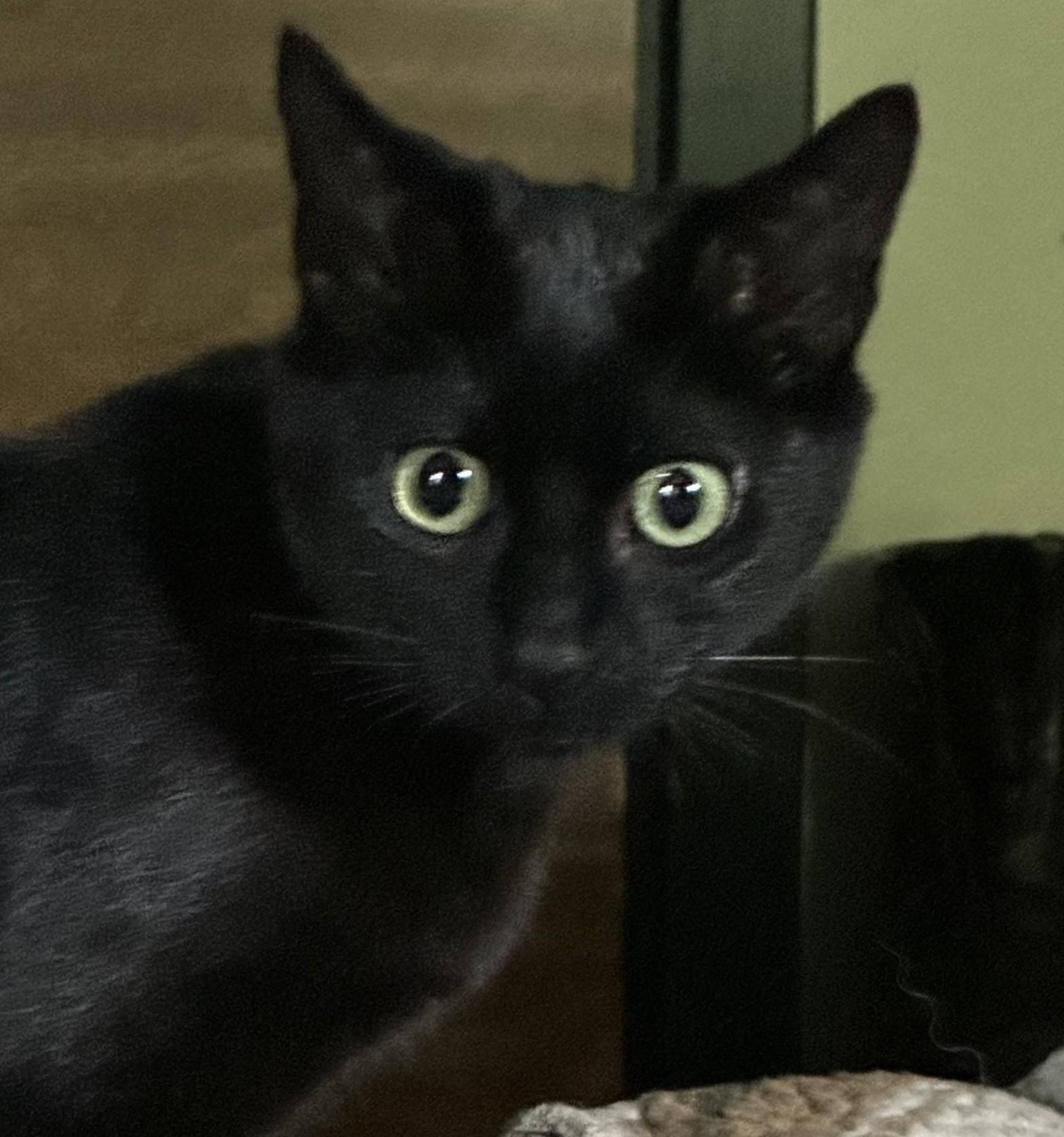 Boyd (with Cupcake), adopted, Kitten Male Domestic Short Hair.