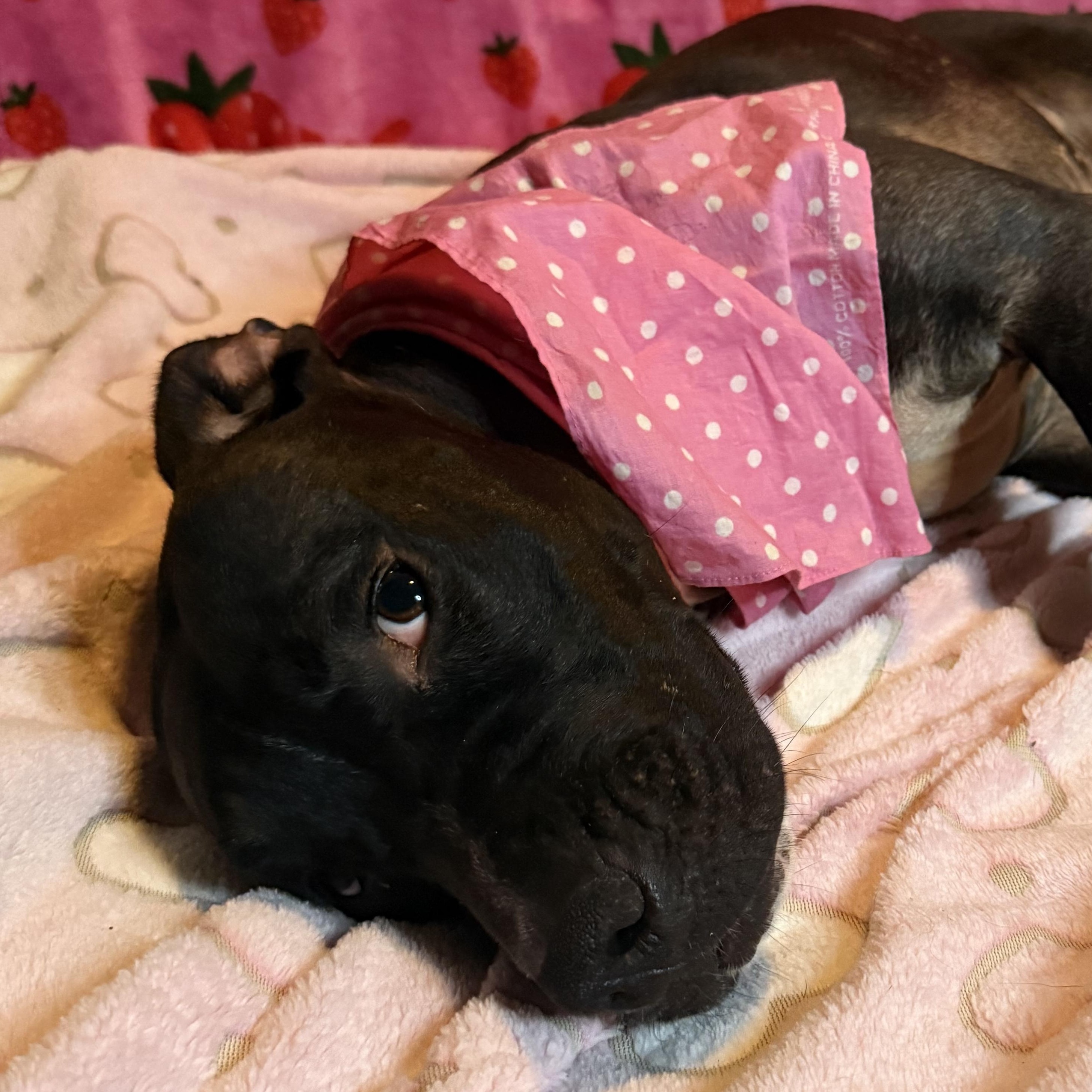 Enlarge Lucy, a Adoptable mixed breed in Nantucket, MA image 4/6
