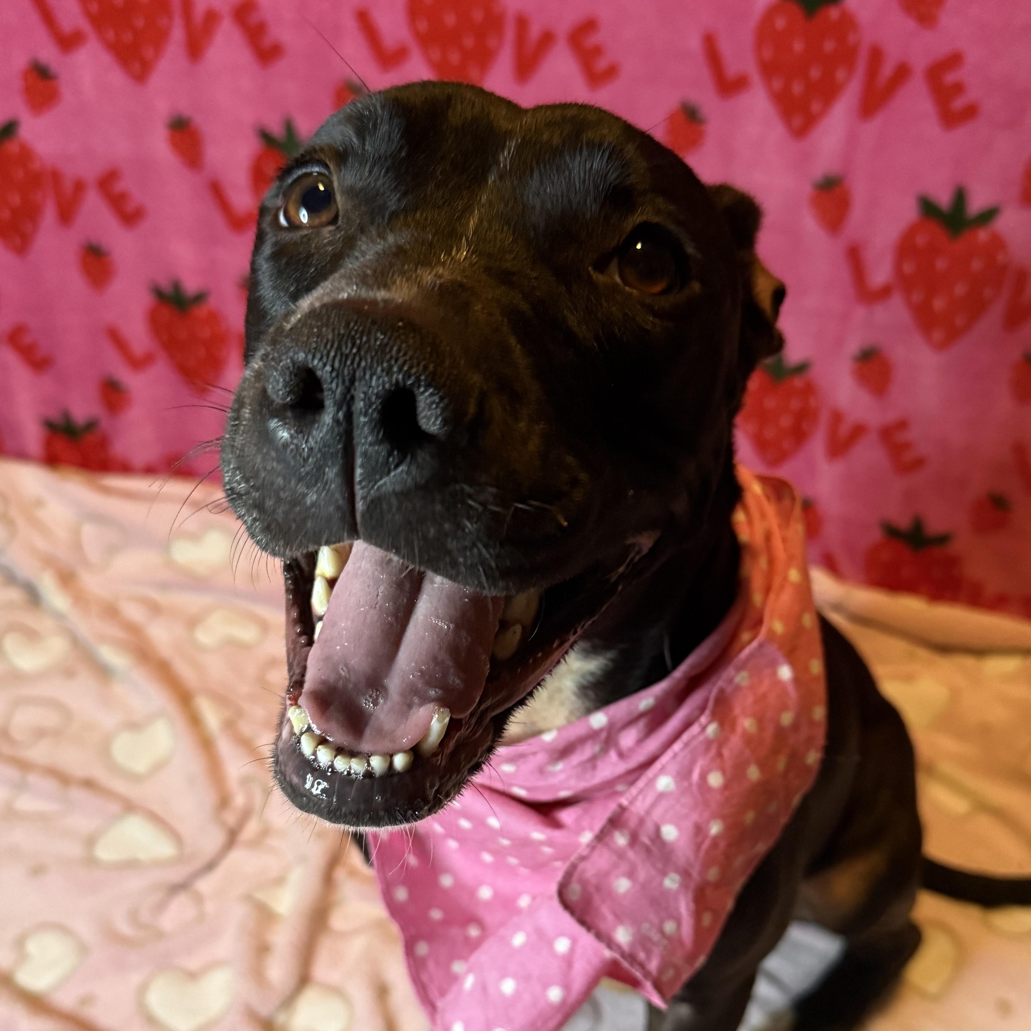 Enlarge Lucy, a Adoptable mixed breed in Nantucket, MA image 2/6