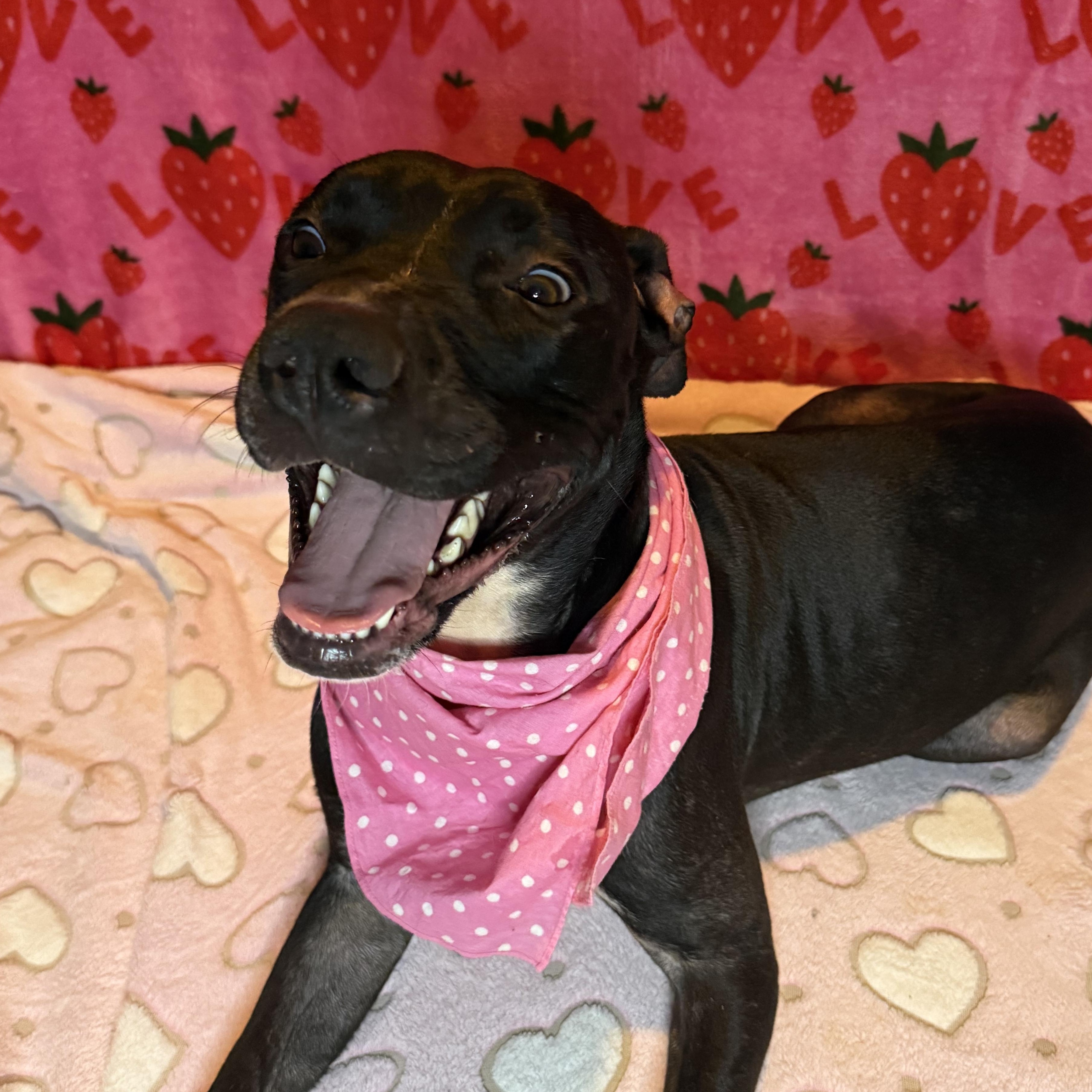 Enlarge Lucy, a Adoptable mixed breed in Nantucket, MA image 5/6