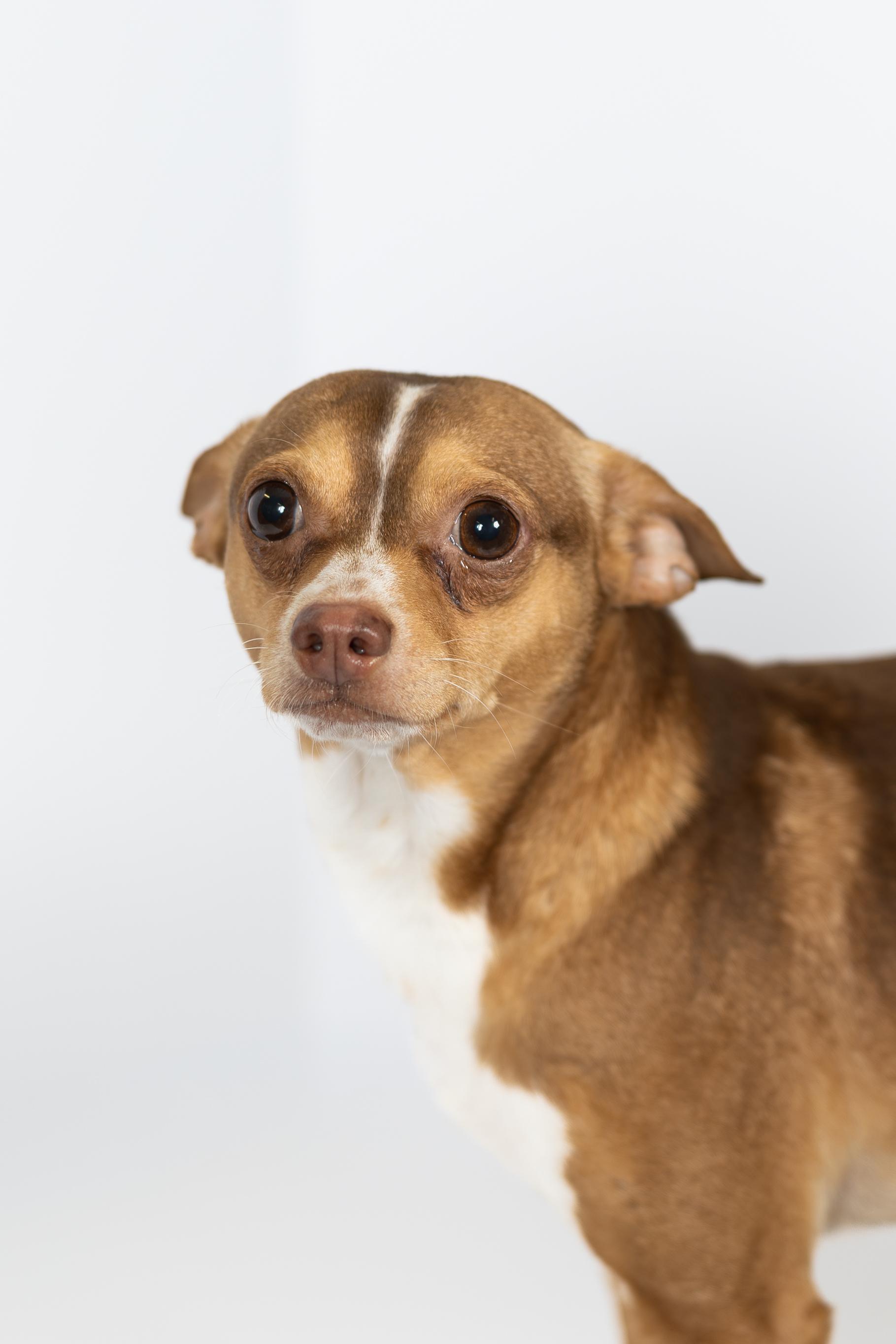 Peanut and Butter, a ADOPTABLE Chihuahua in Blair, NE image 5/5