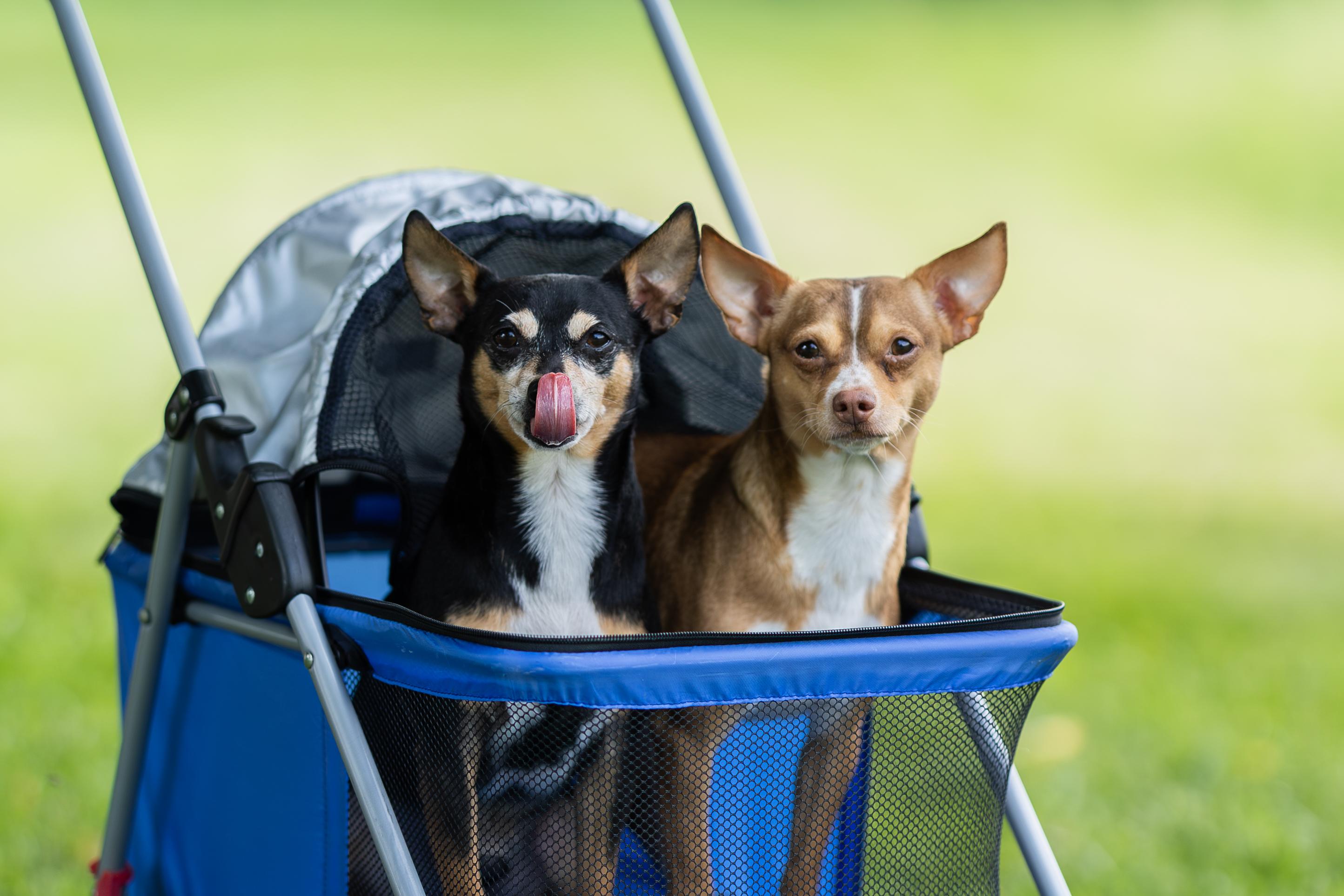 Peanut and Butter, ADOPTABLE, Adult Male Chihuahua.