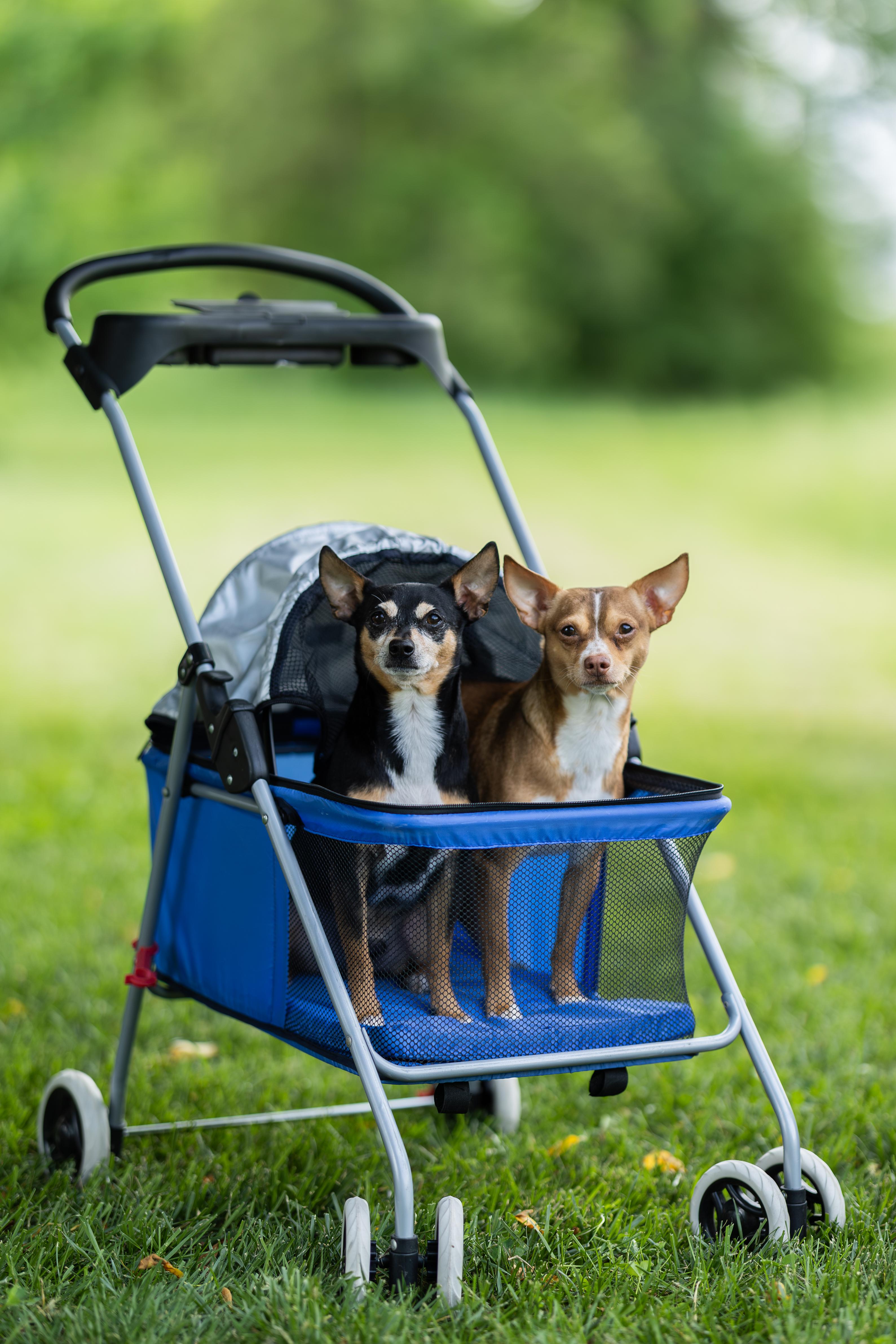 Peanut and Butter, a ADOPTABLE Chihuahua in Blair, NE image 4/5