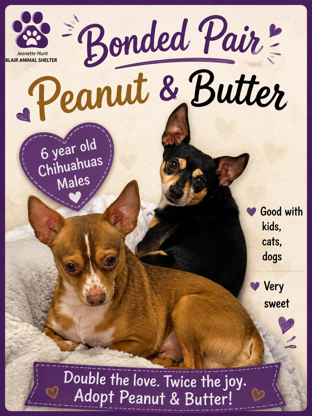 Peanut and Butter, a ADOPTABLE Chihuahua in Blair, NE image 3/5