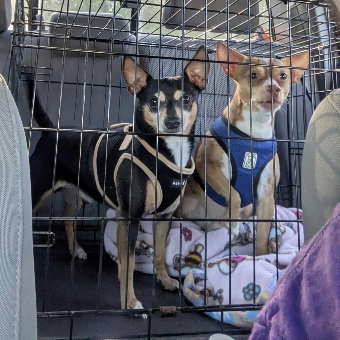 Peanut and Butter, a ADOPTABLE Chihuahua in Blair, NE image 2/5