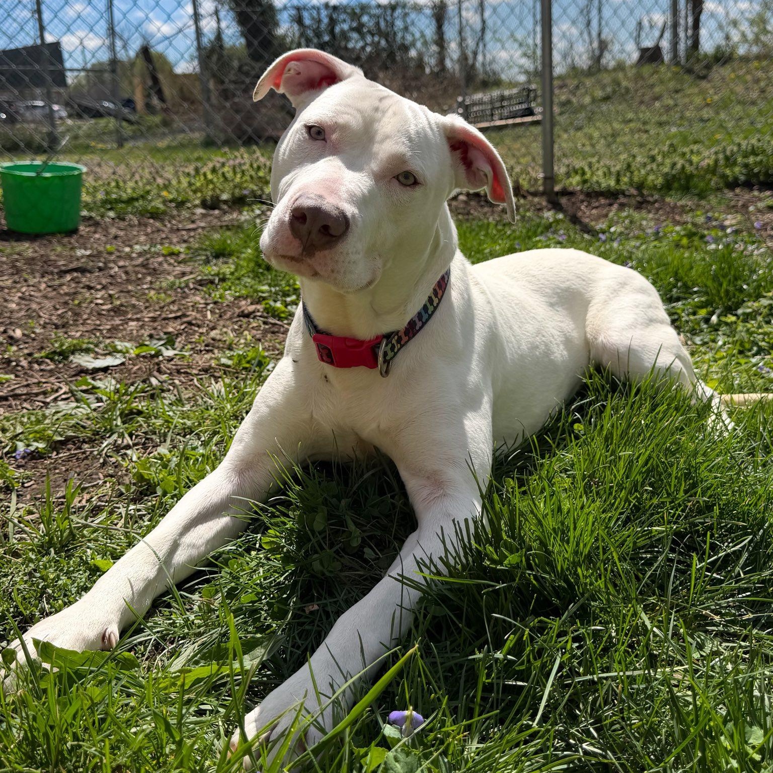 Polar Pop, ADOPTABLE, Adult Male Pit Bull Terrier.