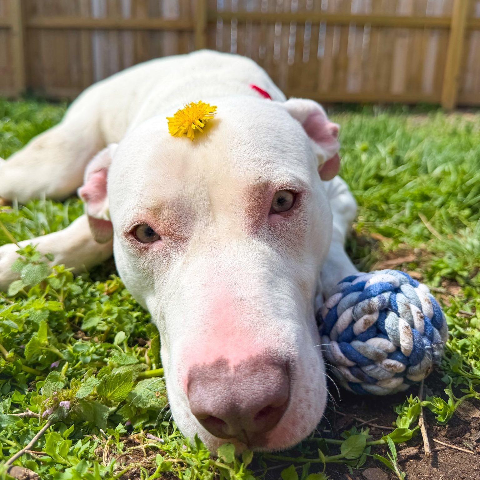 Enlarge Polar Pop, a ADOPTABLE mixed breed in Martinsville, IN image 2/2