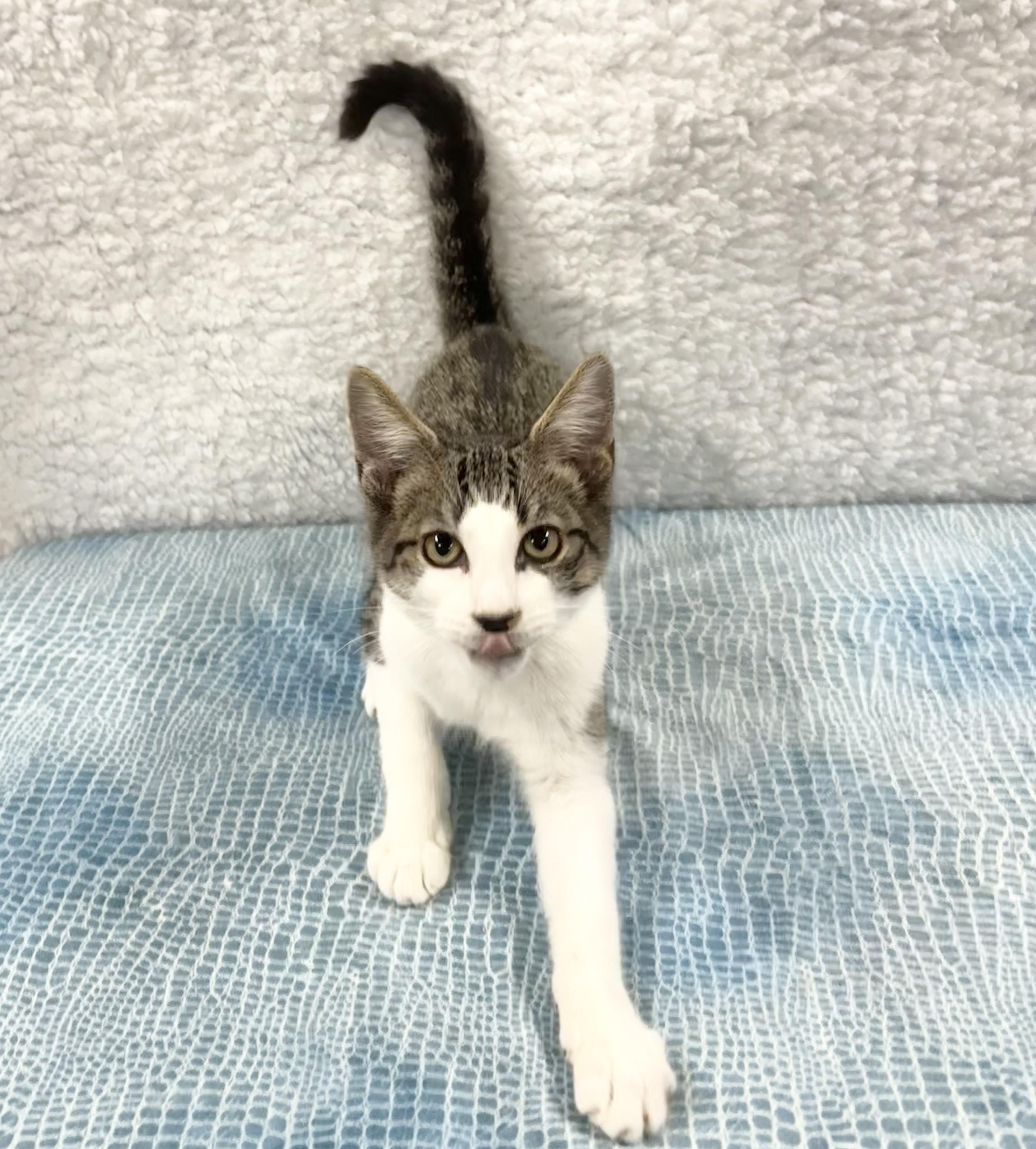 Enlarge SIR SNUGGLES, a ADOPTABLE Domestic Short Hair in Tillsonburg, ON image 1/5