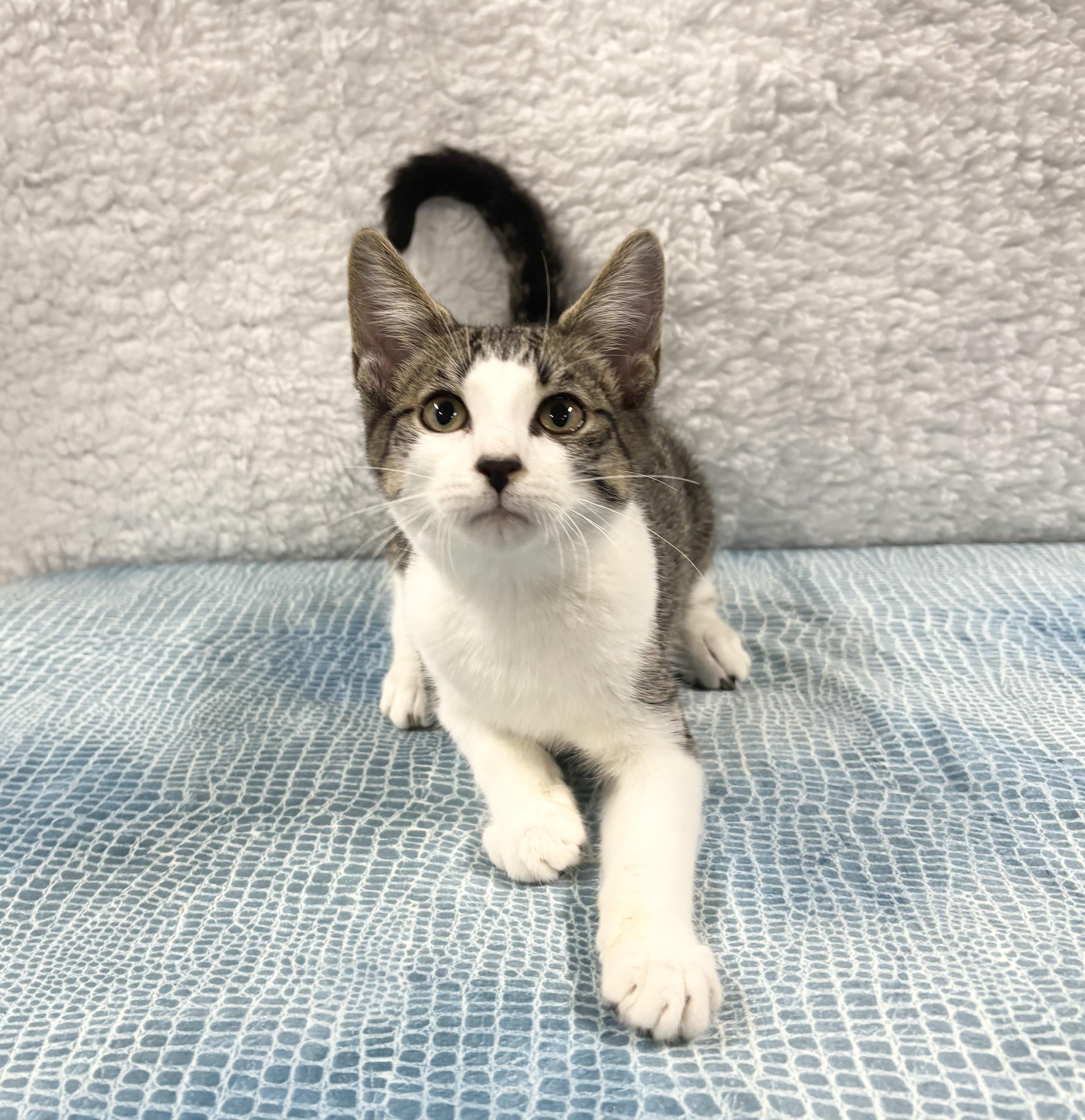 Enlarge SIR SNUGGLES, a ADOPTABLE Domestic Short Hair in Tillsonburg, ON image 2/5