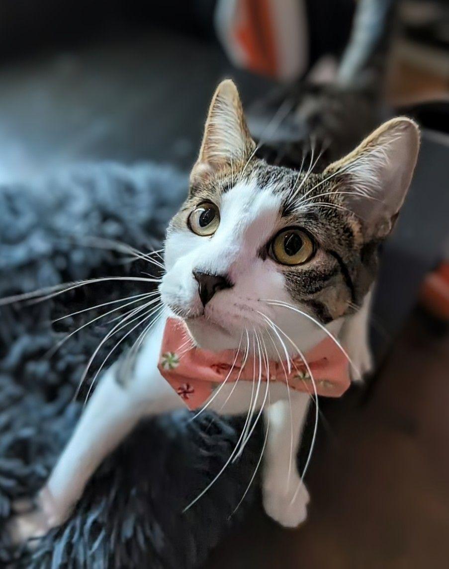 Enlarge SIR SNUGGLES, a ADOPTABLE Domestic Short Hair in Tillsonburg, ON image 1/5