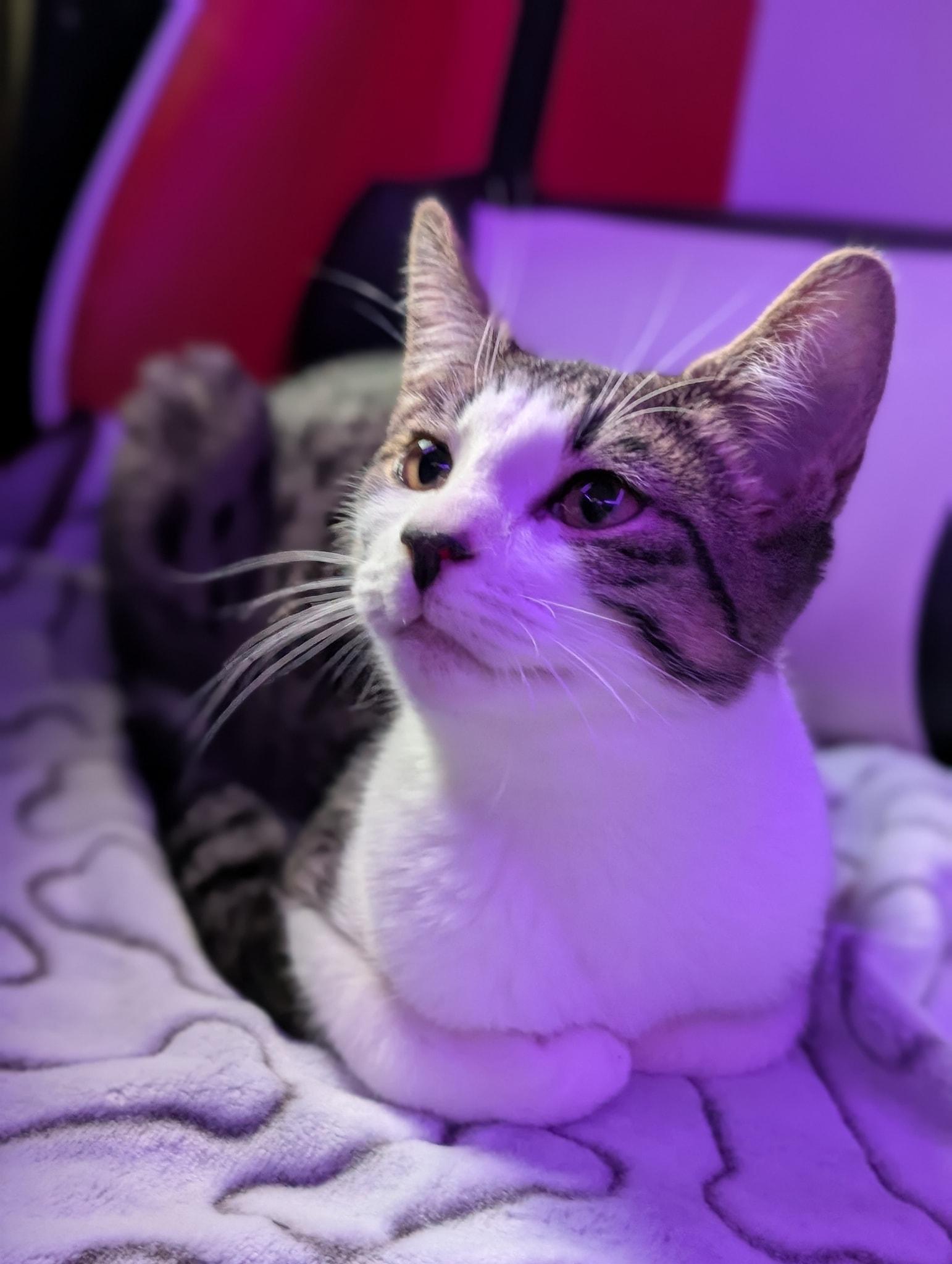 Enlarge SIR SNUGGLES, a ADOPTABLE Domestic Short Hair in Tillsonburg, ON image 3/5