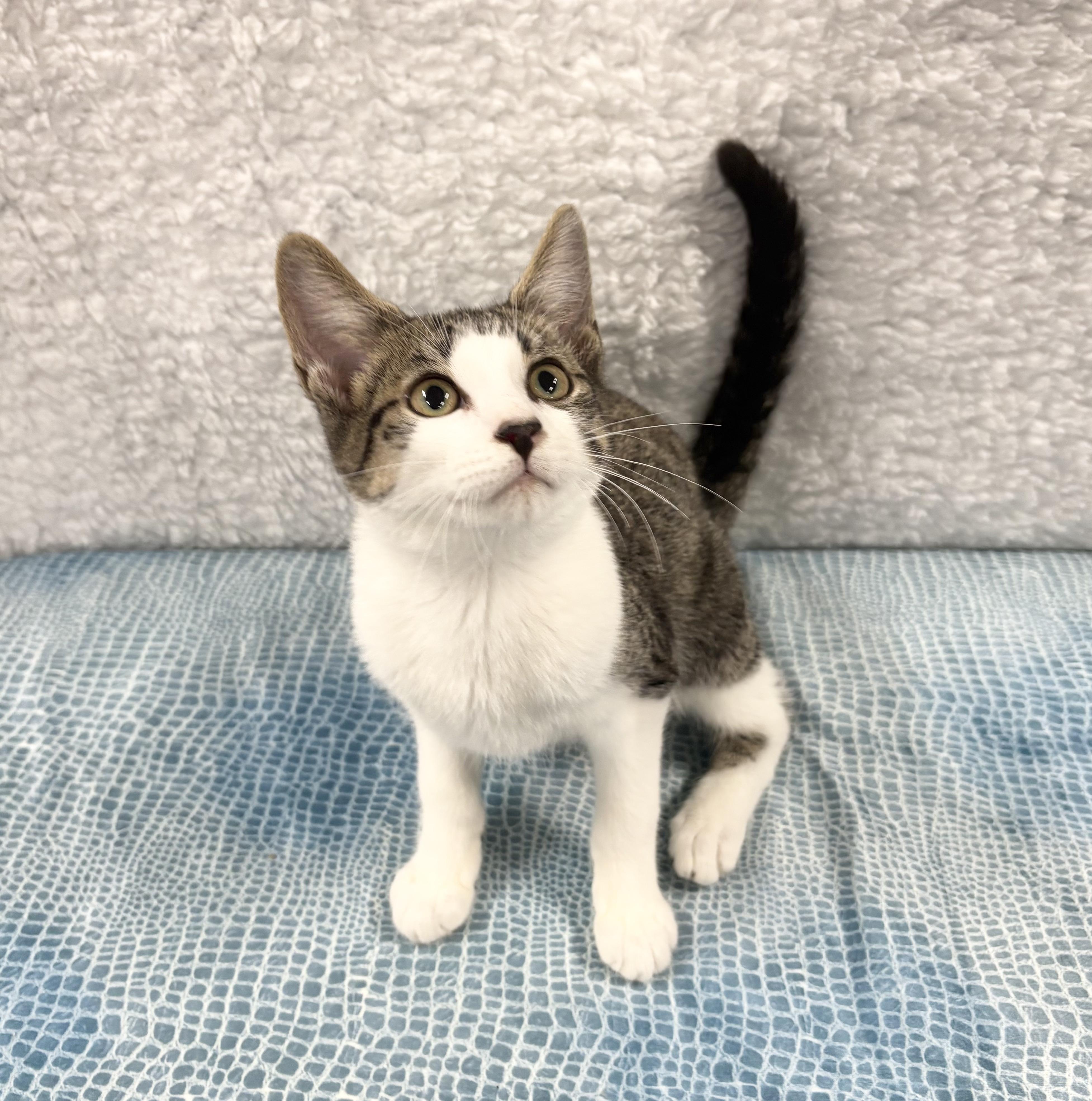 Enlarge SIR SNUGGLES, a ADOPTABLE Domestic Short Hair in Tillsonburg, ON image 4/5