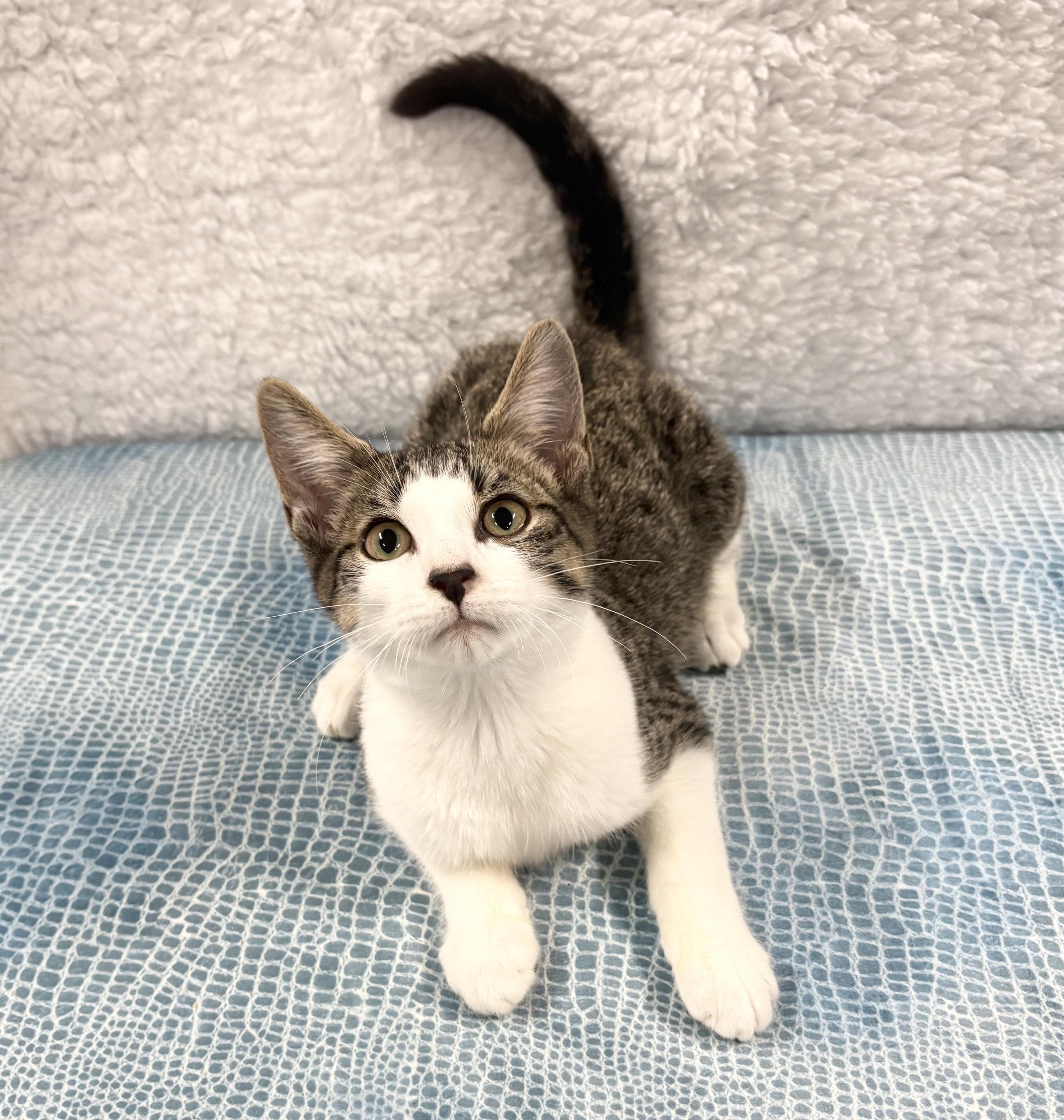 Enlarge SIR SNUGGLES, a ADOPTABLE Domestic Short Hair in Tillsonburg, ON image 5/5