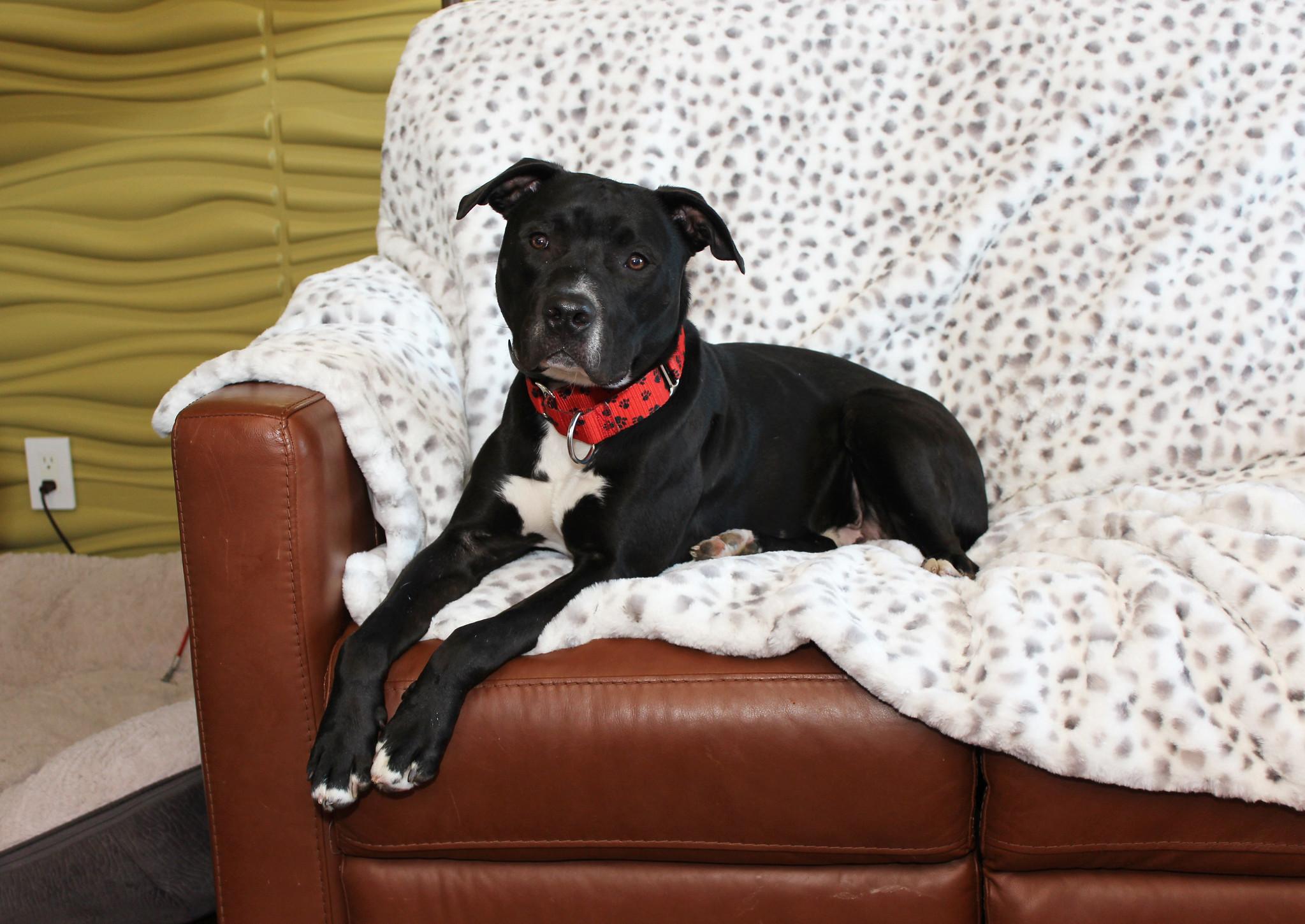 Figgy, Adoptable, Young Male Terrier.