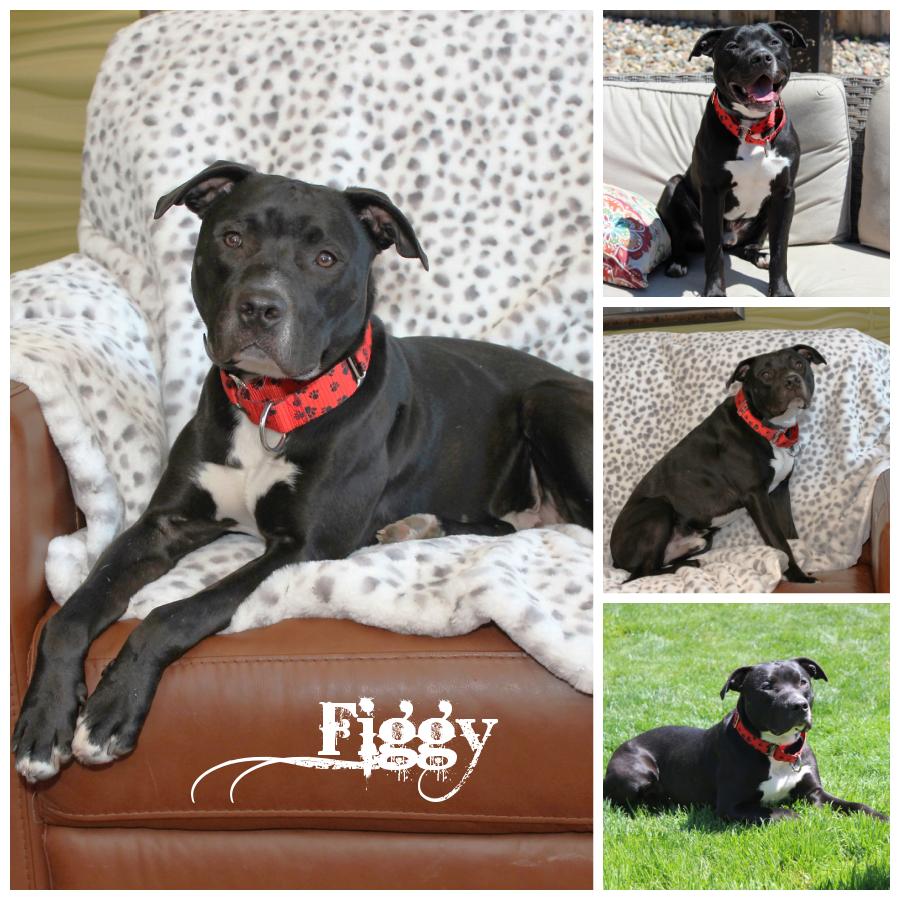 Figgy, a Adoptable mixed breed in Sioux Falls, SD image 2/6