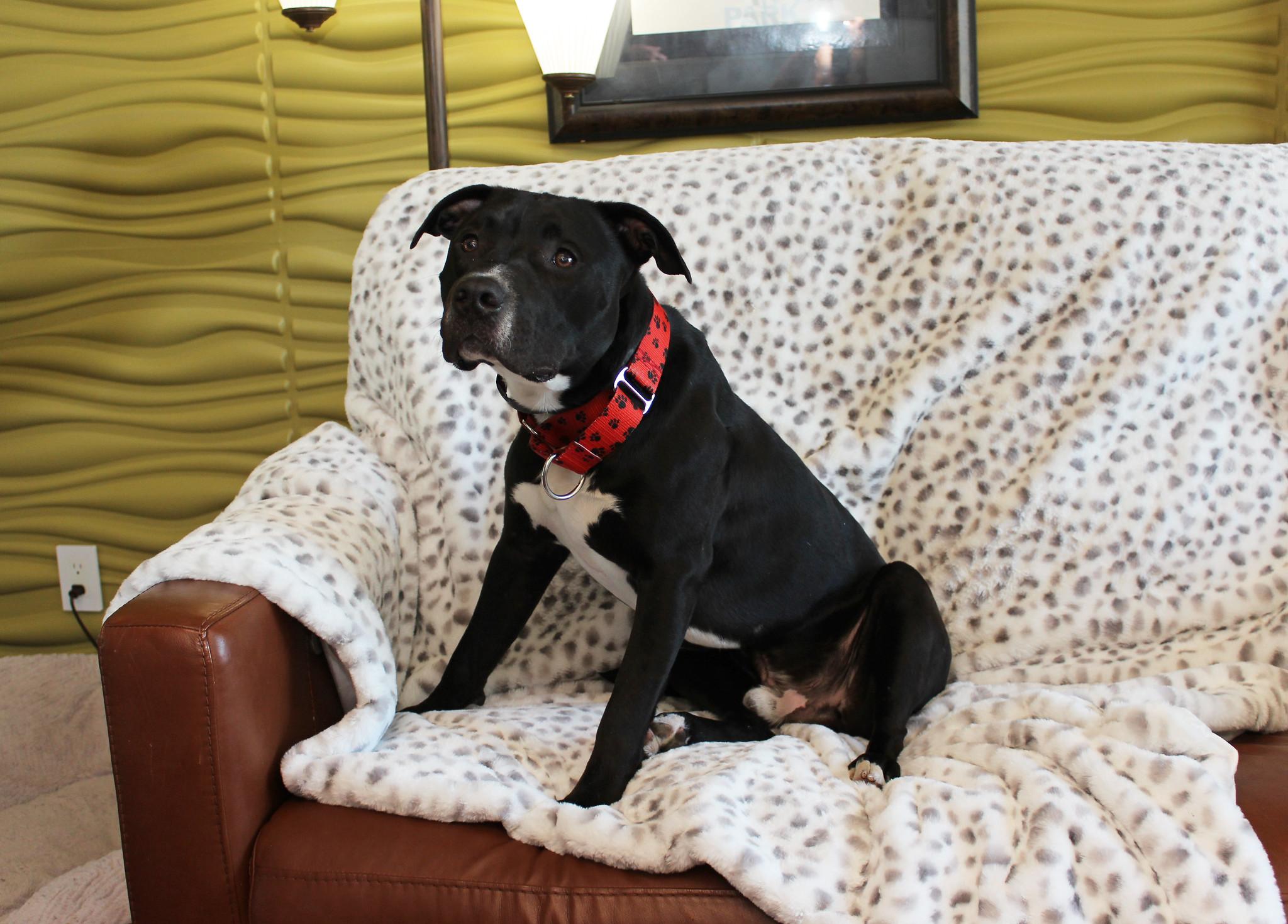 Figgy, a Adoptable mixed breed in Sioux Falls, SD image 3/6