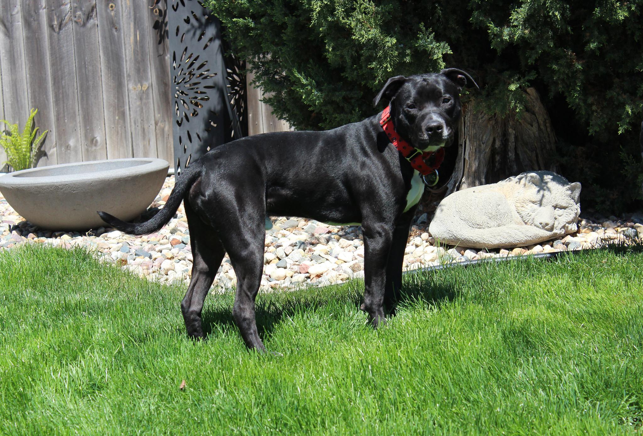 Figgy, a Adoptable mixed breed in Sioux Falls, SD image 4/6