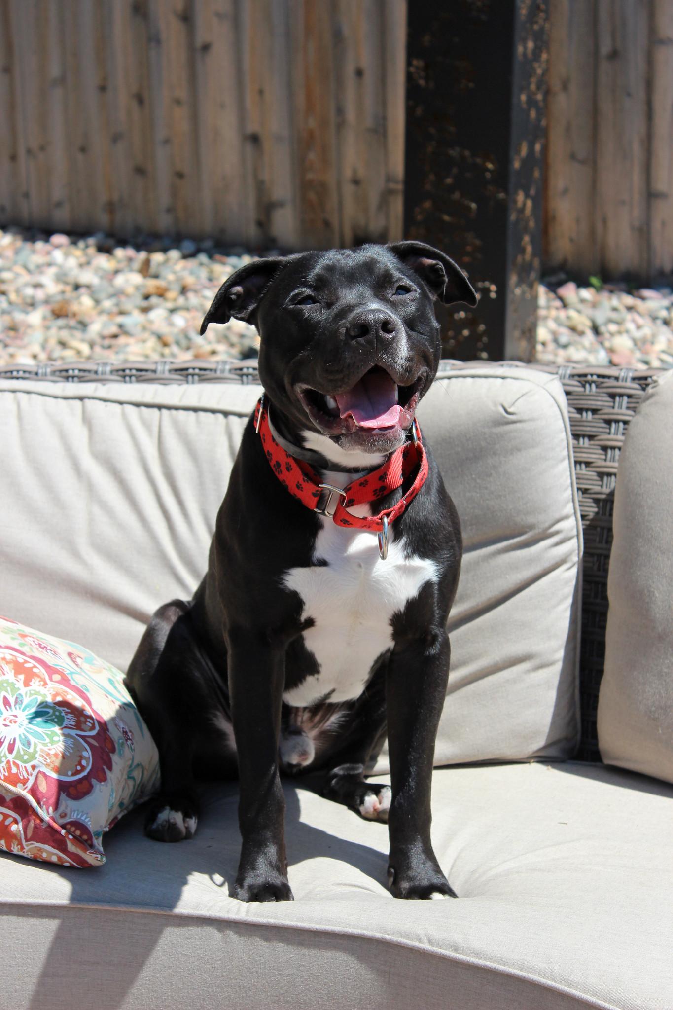 Figgy, a Adoptable mixed breed in Sioux Falls, SD image 5/6