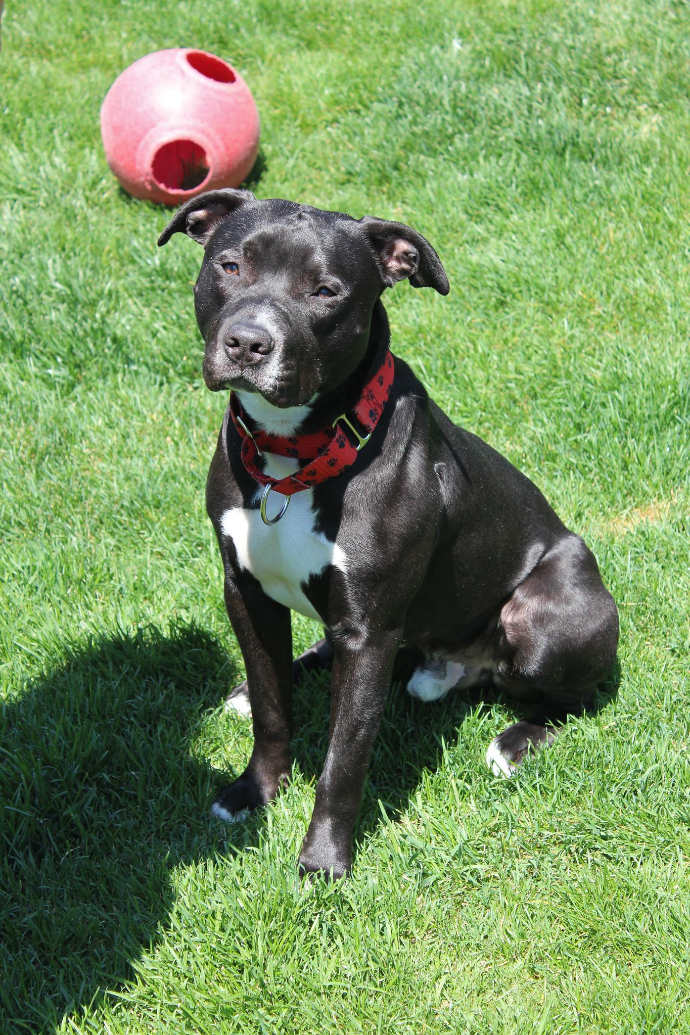 Figgy, a Adoptable mixed breed in Sioux Falls, SD image 6/6