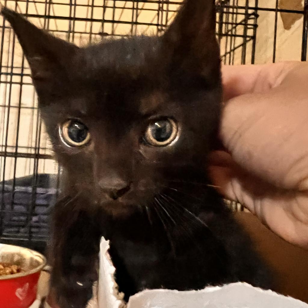 Diamond, a Adoptable Domestic Short Hair in Washington, PA image 1/3