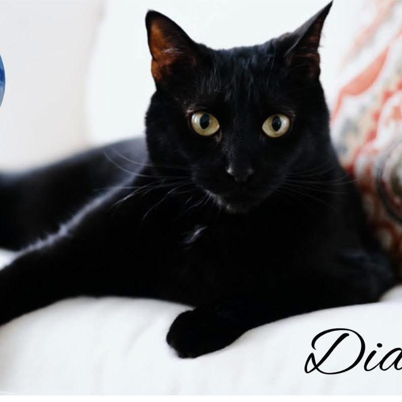 Diamond, a Adoptable Domestic Short Hair in Washington, PA image 2/3