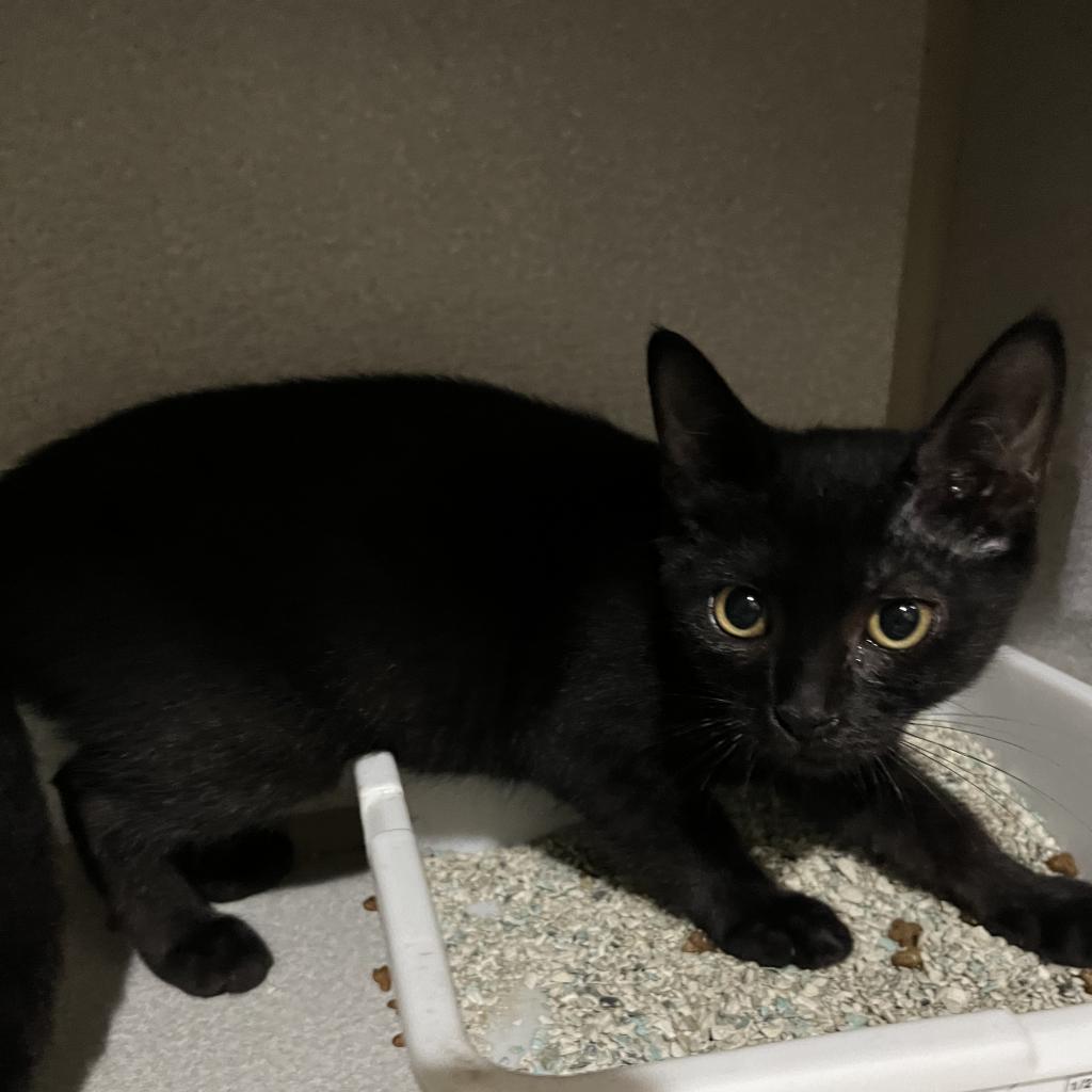 Diamond, a Adoptable Domestic Short Hair in Washington, PA image 3/3