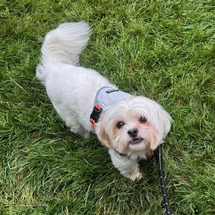Nugget, an adopted Shih poo in Richmond, VA image 5/6