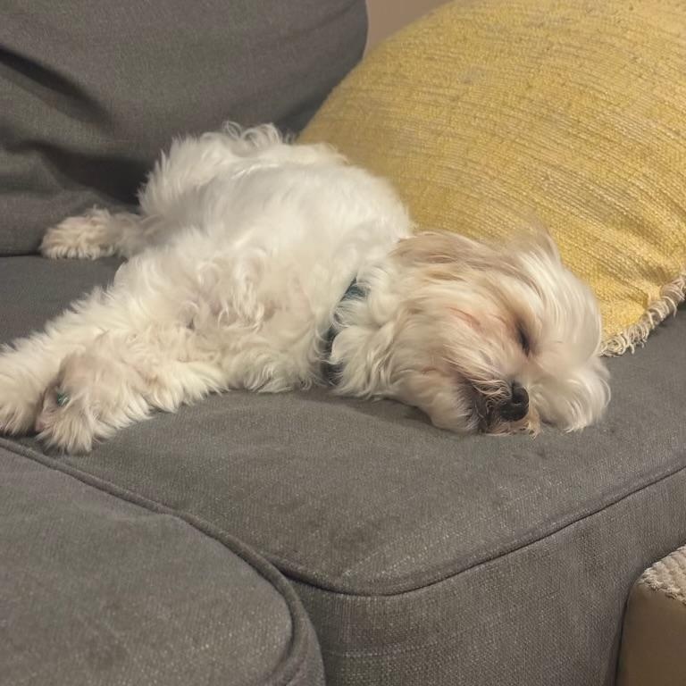 Nugget, an adopted Shih poo in Richmond, VA image 3/6