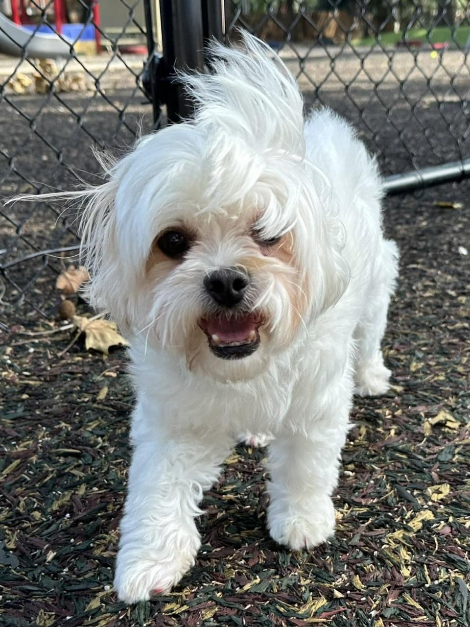 Nugget, adopted, Adult Male Shih poo.
