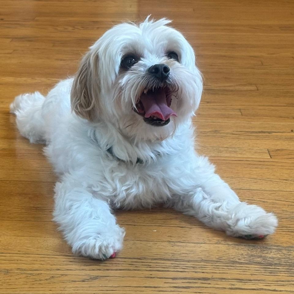 Nugget, an adopted Shih poo in Richmond, VA image 2/6
