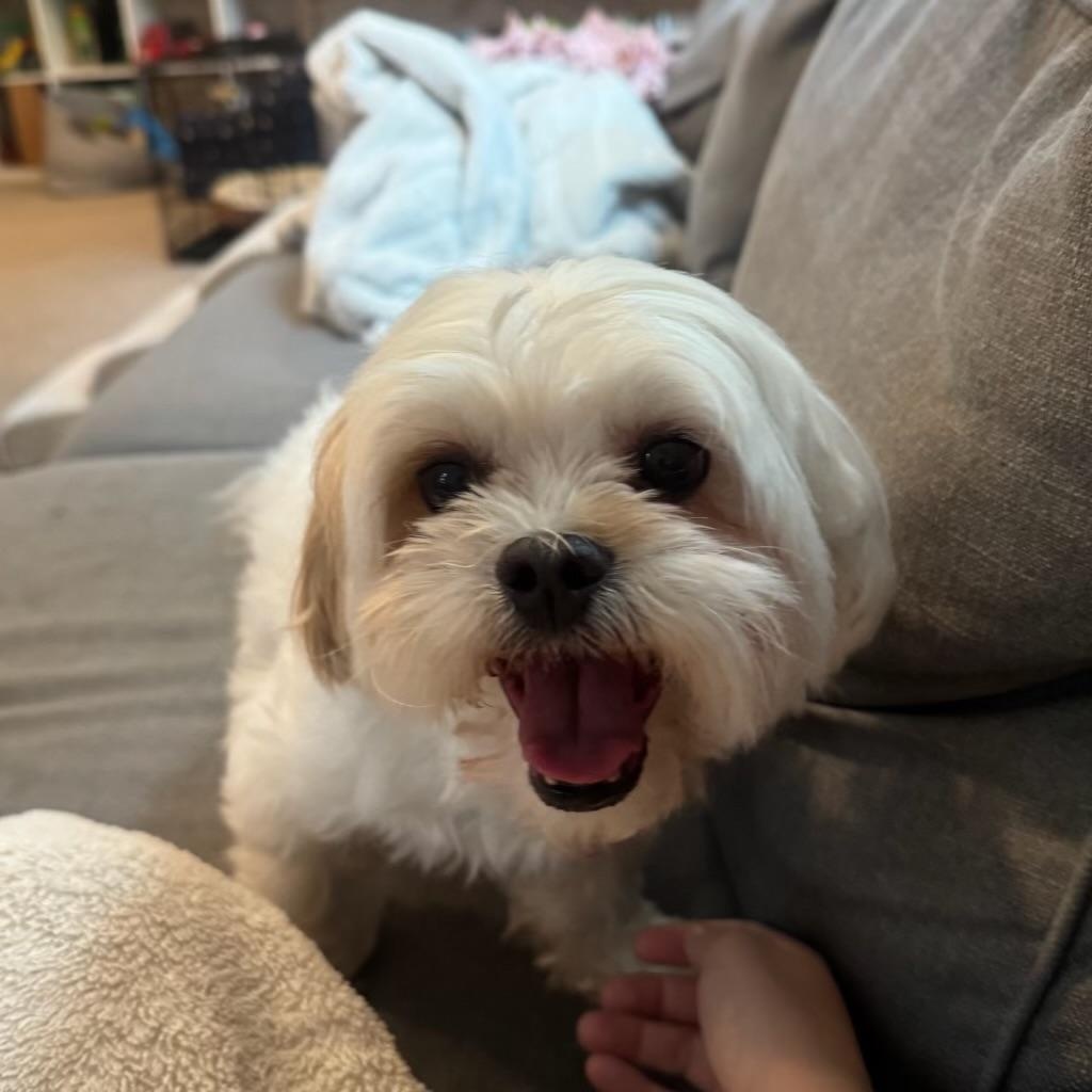 Nugget, an adopted Shih poo in Richmond, VA image 4/6