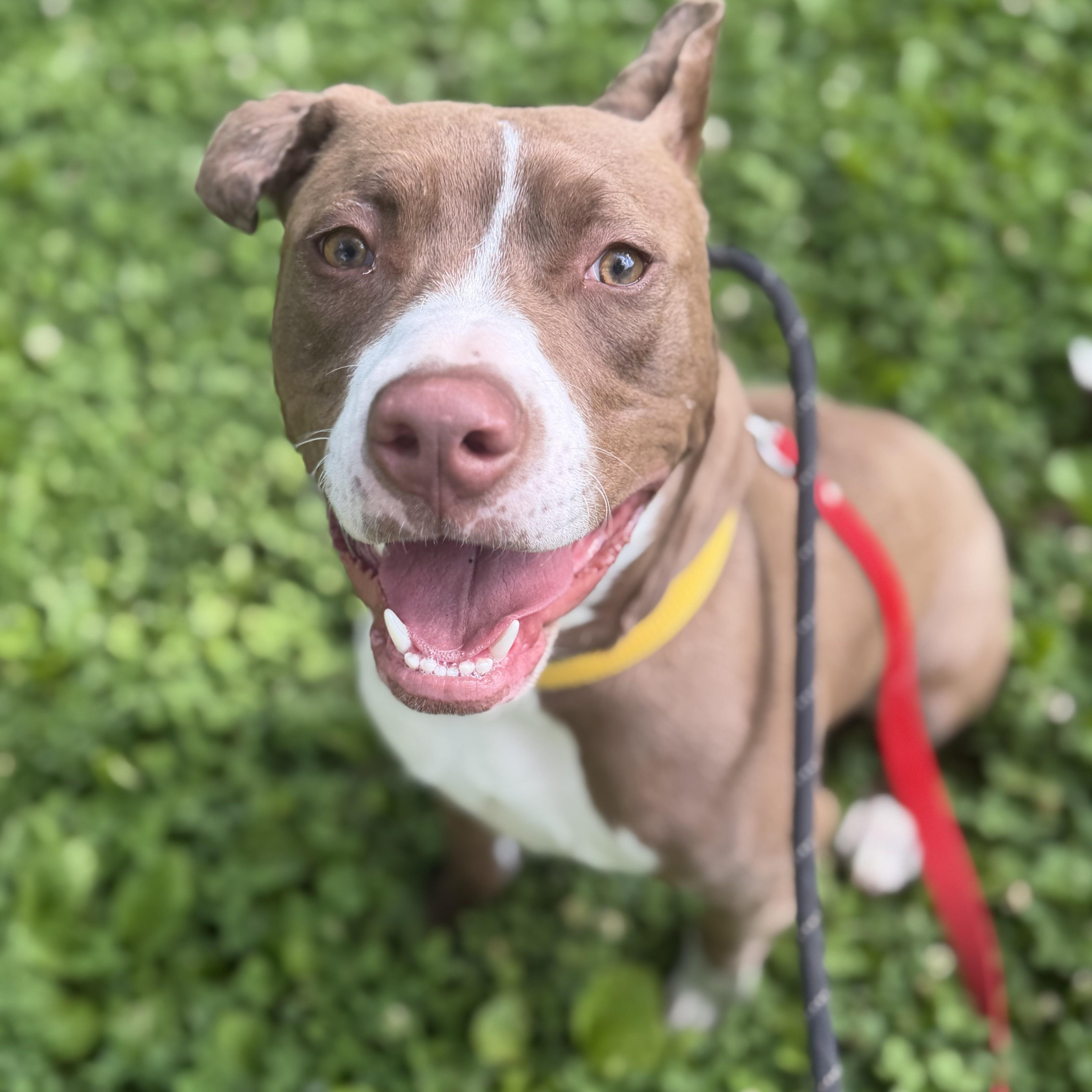 Mylo, an adoptable mixed breed in Phoenixville, PA image 1/5