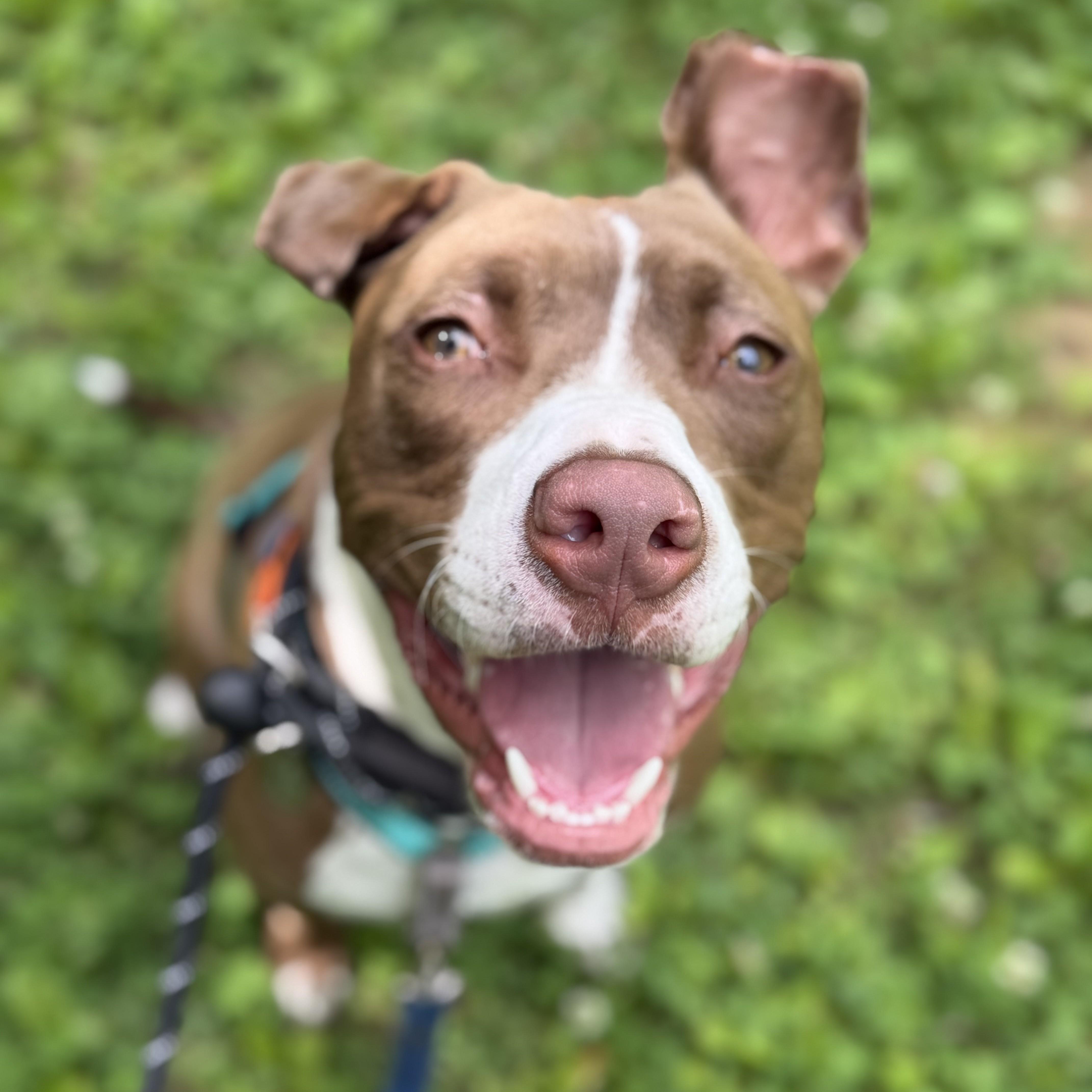 Mylo, an adoptable mixed breed in Phoenixville, PA image 3/5