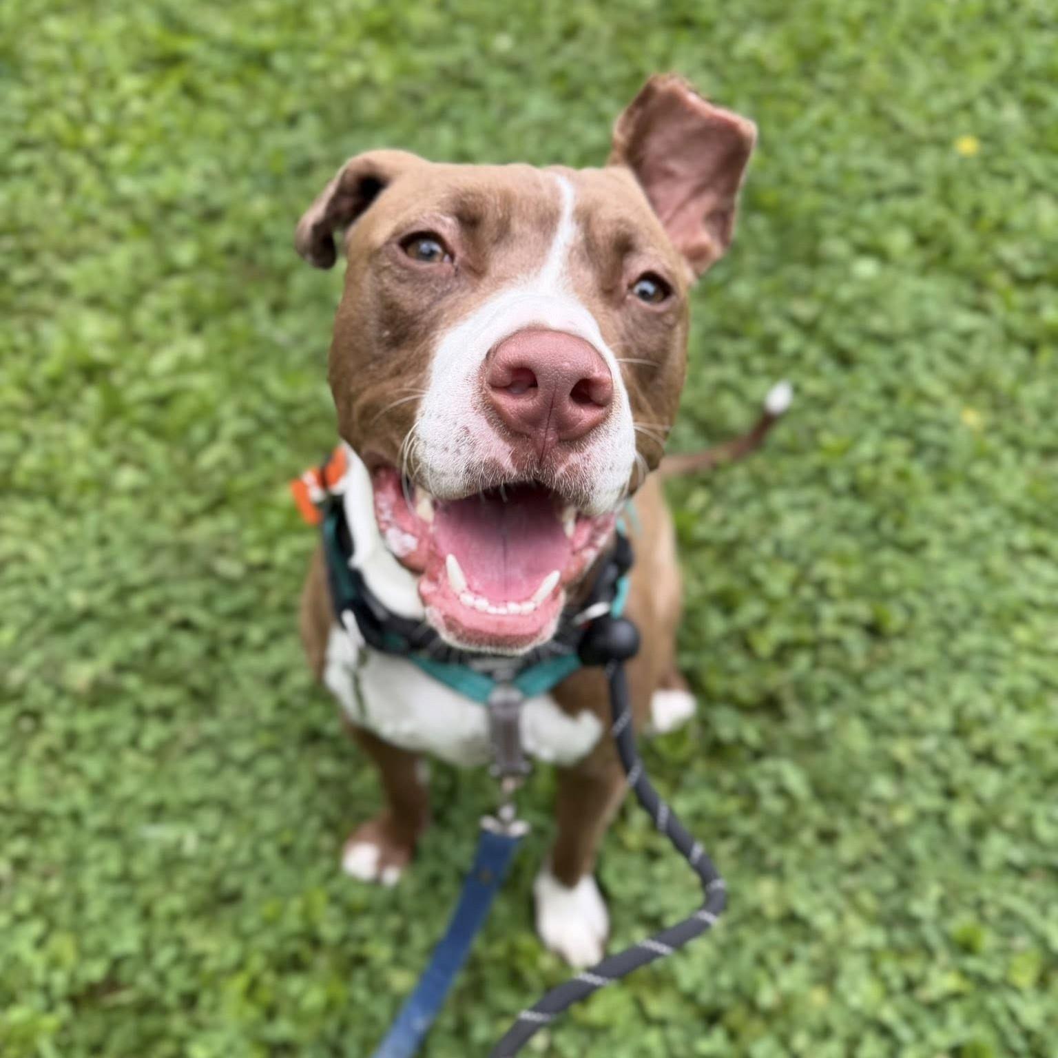 Mylo, an adoptable mixed breed in Phoenixville, PA image 4/5