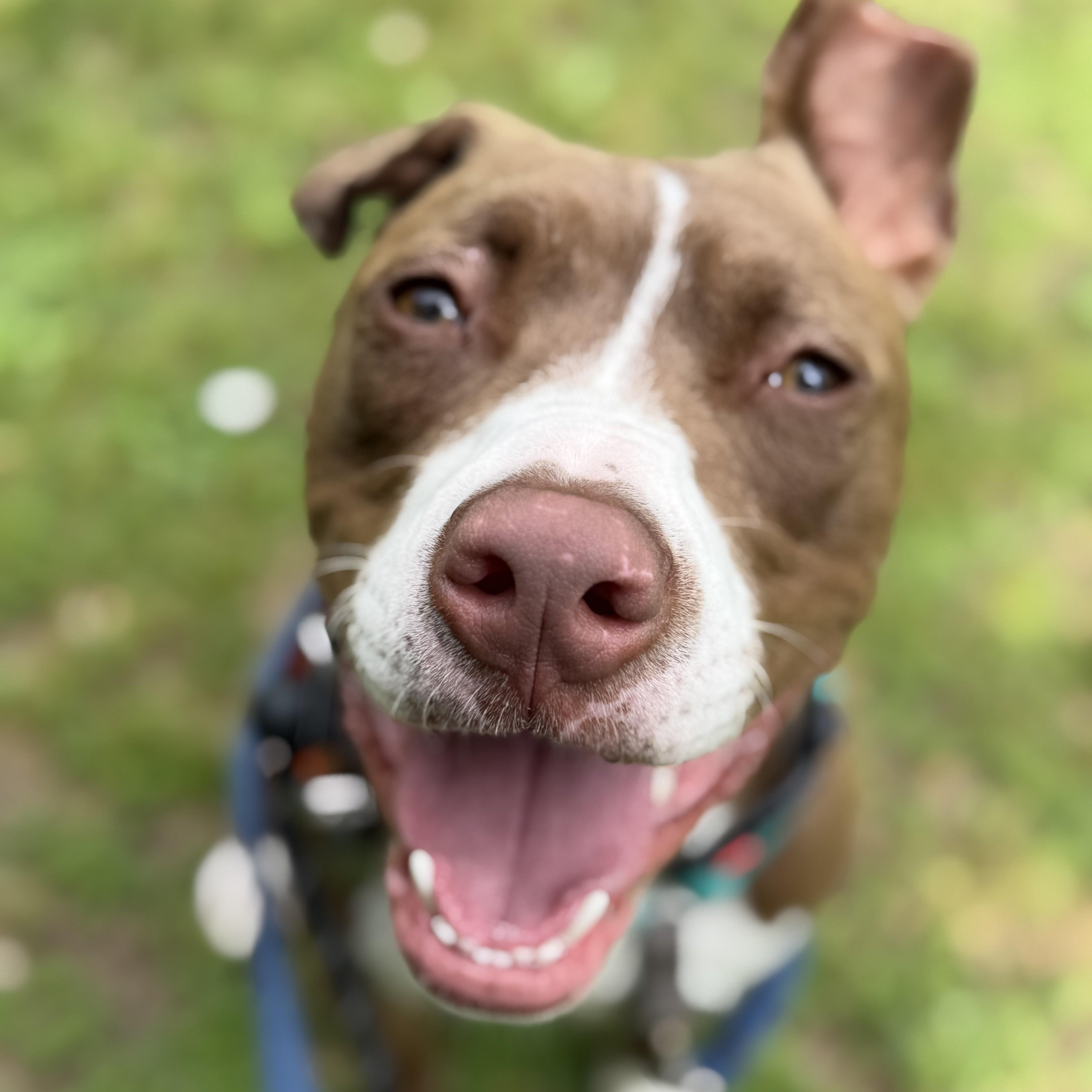 Mylo, an adoptable mixed breed in Phoenixville, PA image 2/5