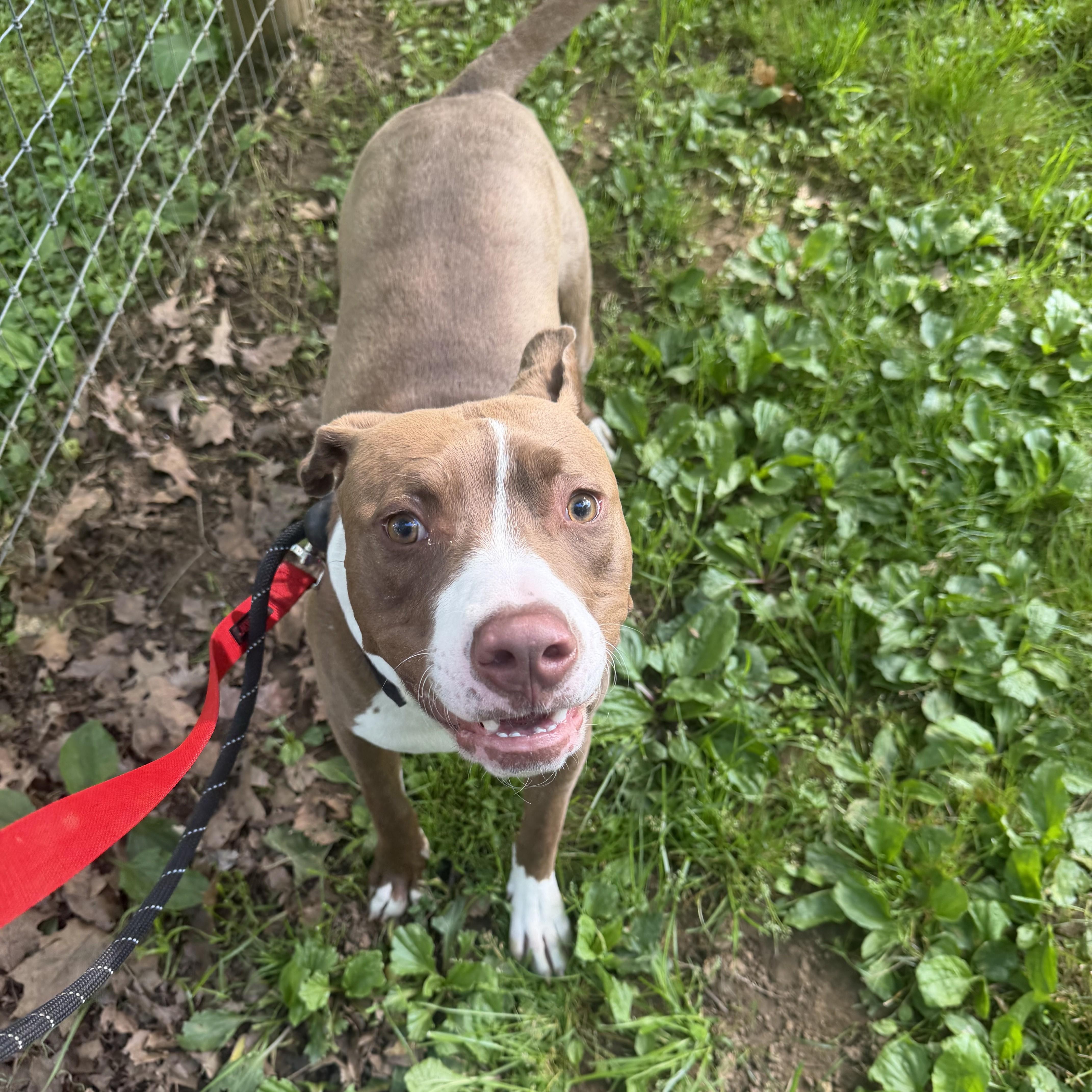 Mylo, an adoptable mixed breed in Phoenixville, PA image 5/5