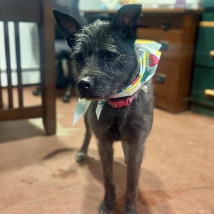 Taffy, Adoptable, Adult Female Giant Schnauzer & Mixed Breed.