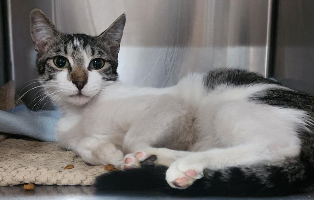 Enlarge Smith, a Adoptable mixed breed in Cottonwood, AZ image 2/2