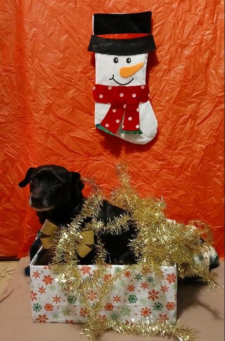 Enlarge Odin in RI, a Adoptable Chihuahua in Cranston, RI image 1/3