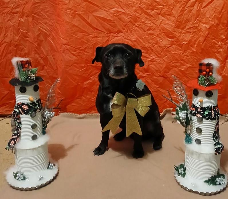 Enlarge Odin in RI, a Adoptable Chihuahua in Cranston, RI image 2/3