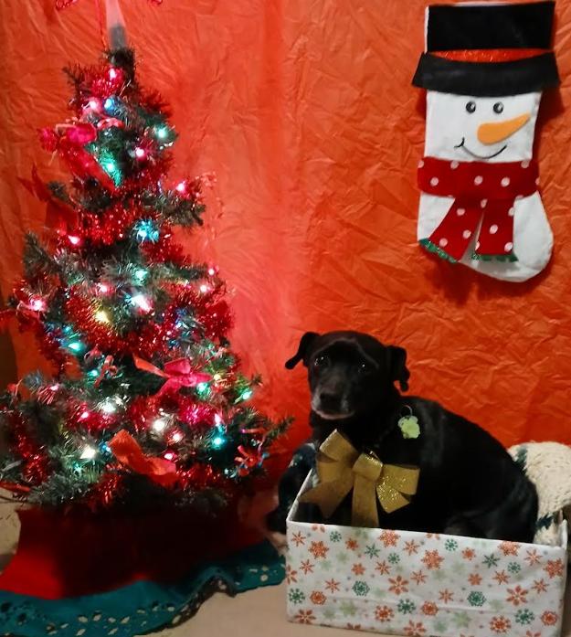 Enlarge Odin in RI, a Adoptable Chihuahua in Cranston, RI image 3/3