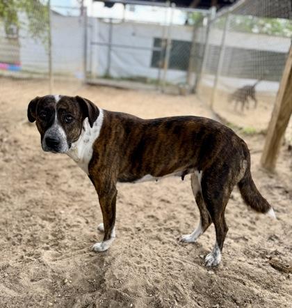 Enlarge Rosalina, a Adoptable mixed breed in Picayune, MS image 1/3