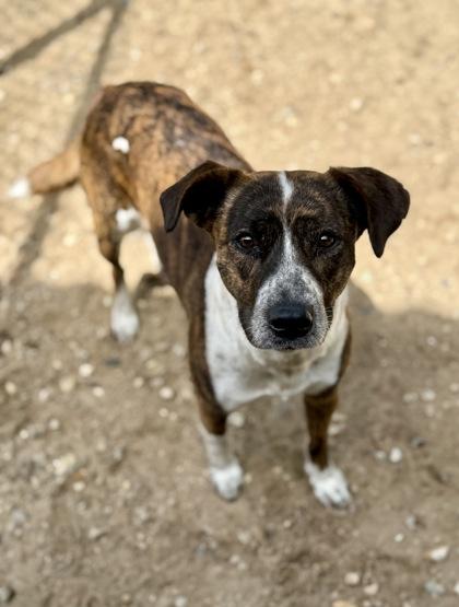 Enlarge Rosalina, a Adoptable mixed breed in Picayune, MS image 2/3
