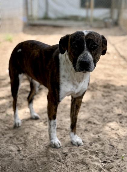 Enlarge Rosalina, a Adoptable mixed breed in Picayune, MS image 3/3