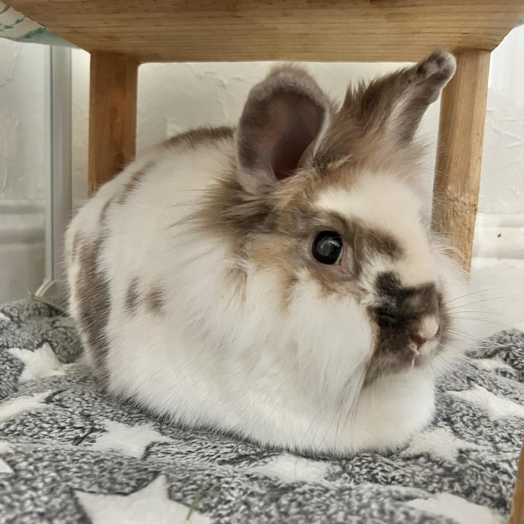 Rusty (EC+), Adoptable, Senior Male Lionhead.