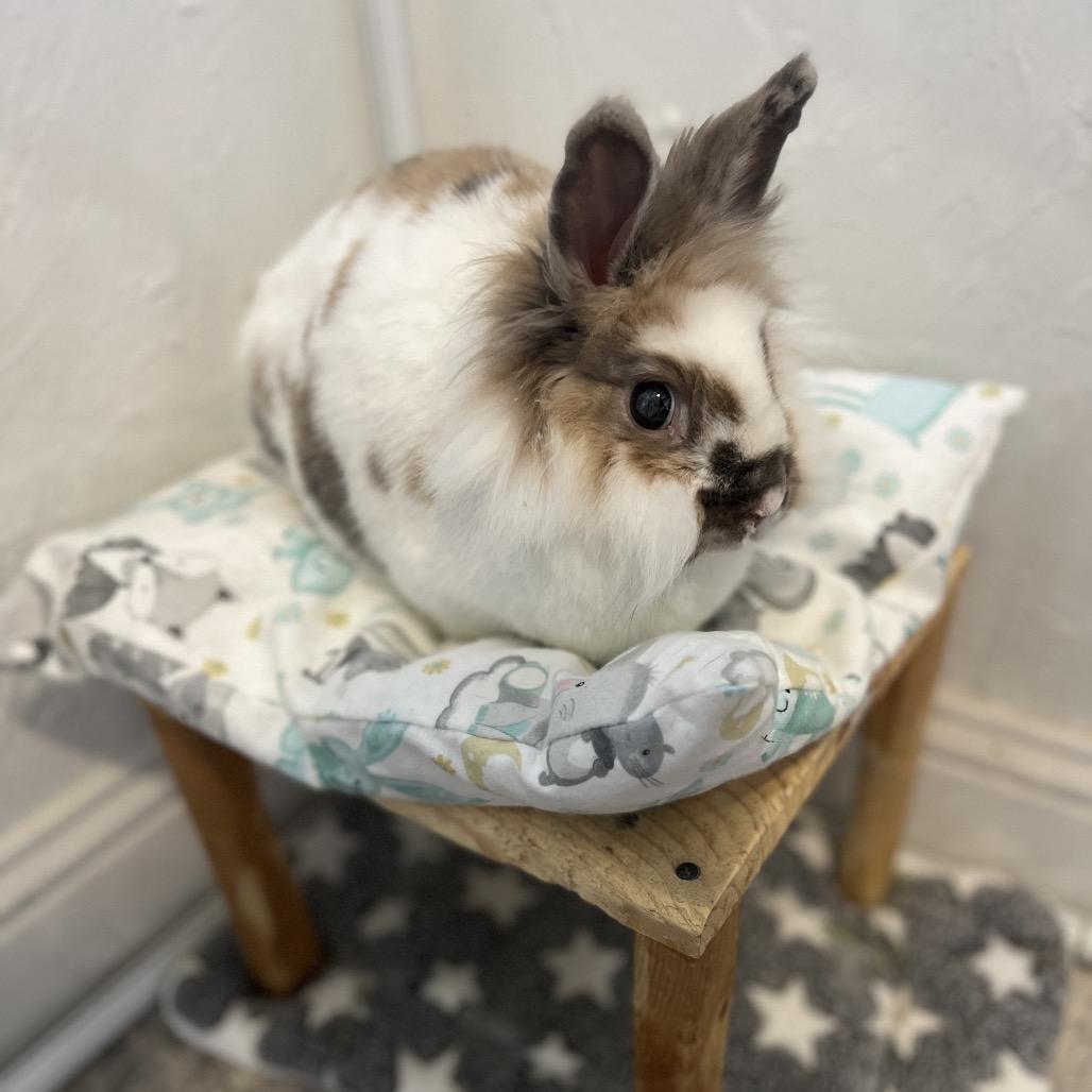 Enlarge Rusty (EC+), a Adoptable Lionhead in Miami, FL image 2/4