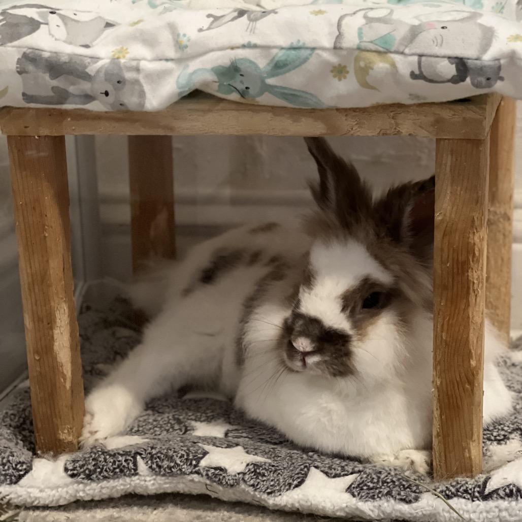 Enlarge Rusty (EC+), a Adoptable Lionhead in Miami, FL image 3/4