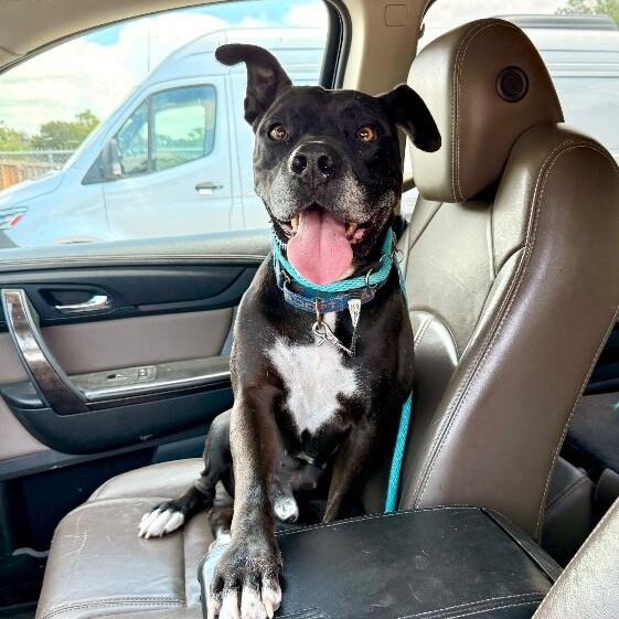 Neo the Great Snuggler and Sweetest Soul — thumbnail 4