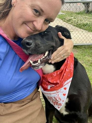 Enlarge Abby 48, a ADOPTABLE mixed breed in Killingworth, CT image 3/3